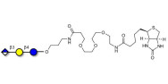 Glucuronyl-lactose linked to biotin (Linker-BT C)