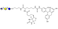 Glucuronyl-lactose linked to biotin and fluorescein (Linker-BT-FLUO A)