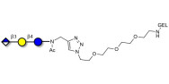 Glucuronyl-lactose grafted on gel for affinity chromatography (Linker-GEL A)