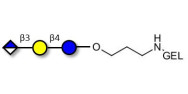 Glucuronyl-lactose grafted on gel for affinity chromatography (Linker-GEL B)