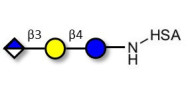 Glucuronyl-lactose grafted on HSA