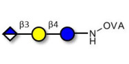 Glucuronyl-lactose grafted on OVA