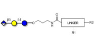 Glucuronyl-lactose with customizable dual functionalization 