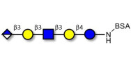 Glucuronyl-Lacto-N-tetraose grafted on BSA