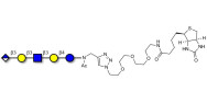 Glucuronyl-Lacto-N-tetraose linked to biotin (Linker-BT A)