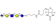 Glucuronyl-Lacto-N-tetraose linked to biotin (Linker-BT B)