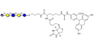 Glucuronyl-Lacto-N-tetraose linked to biotin and fluorescein (Linker-BT-FLUO A)