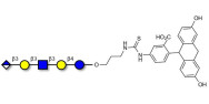 Glucuronyl-Lacto-N-tetraose linked to fluorescein (Linker-FLUO A)