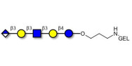 Glucuronyl-Lacto-N-tetraose grafted on gel for affinity chromatography (Linker-GEL B)