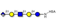 Glucuronyl-Lacto-N-tetraose grafted on HSA