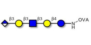 Glucuronyl-Lacto-N-tetraose grafted on OVA