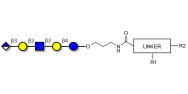Glucuronyl-Lacto-N-tetraose with customizable dual functionalization 