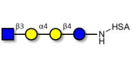 Globotetraose (Gb4) analogue grafted on HSA