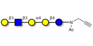 Globopentaose (Gb5) analogue type 1 with terminal alkyne (Linker-CΞCH A)