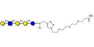 Globopentaose (Gb5) analogue type 2 grafted on gel for affinity chromatography (Linker-GEL A)