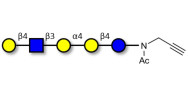 Globopentaose (Gb5) analogue type 2 with terminal alkyne (Linker-CΞCH A)