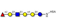 Globo-H analogue type 1 grafted on HSA