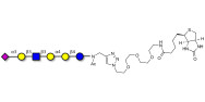 Stage-Specific Embryonic Antigen-4 (SSEA-4) hexaose analogue type 1 linked to biotin (Linker-BT A)