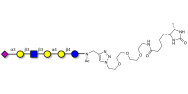 Stage-Specific Embryonic Antigen-4 (SSEA-4) hexaose analogue type 1 linked to desthiobiotin (Linker-DBT-A)