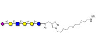 Stage-Specific Embryonic Antigen-4 (SSEA-4) hexaose analogue type 1 grafted on gel for affinity chromatography (Linker-GEL A)