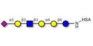 Stage-Specific Embryonic Antigen-4 (SSEA-4) hexaose analogue type 1 grafted on HSA