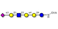 Stage-Specific Embryonic Antigen-4 (SSEA-4) hexaose analogue type 1 grafted on OVA