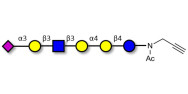 Stage-Specific Embryonic Antigen-4 (SSEA-4) hexaose analogue type 1 with terminal alkyne (Linker-CΞCH A)
