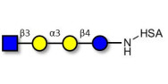 Isoglobotetraose (iGb4) analogue grafted on HSA
