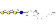 Galactosyl Globotriose (Gal-Gb3) with free terminal amine (Linker-NH2 D)