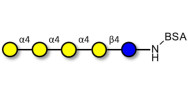 Galα1-4Galα1-4-Globotriose grafted on BSA