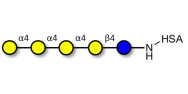 Galα1-4Galα1-4-Globotriose grafted on HSA