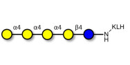 Galα1-4Galα1-4-Globotriose grafted on KLH