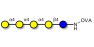Galα1-4Galα1-4-Globotriose grafted on OVA
