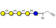 Galα1-4Galα1-4-Globotriose with terminal alkyne (Linker-CΞCH A)