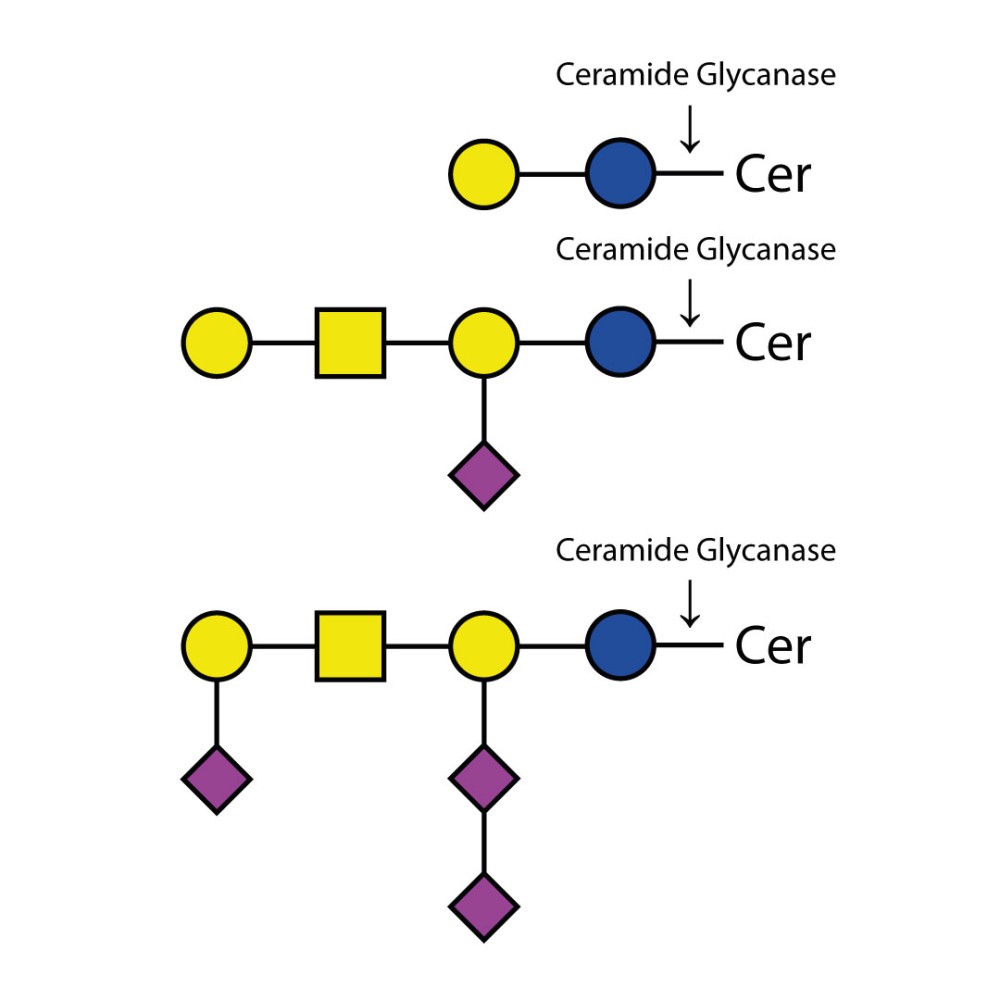 Ceramide Glycanase Kit