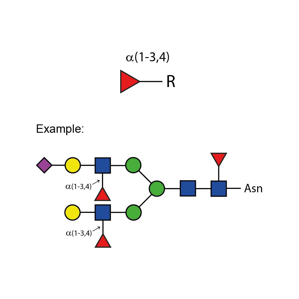 LudgerZyme A(1-3,4) fucosidase kit