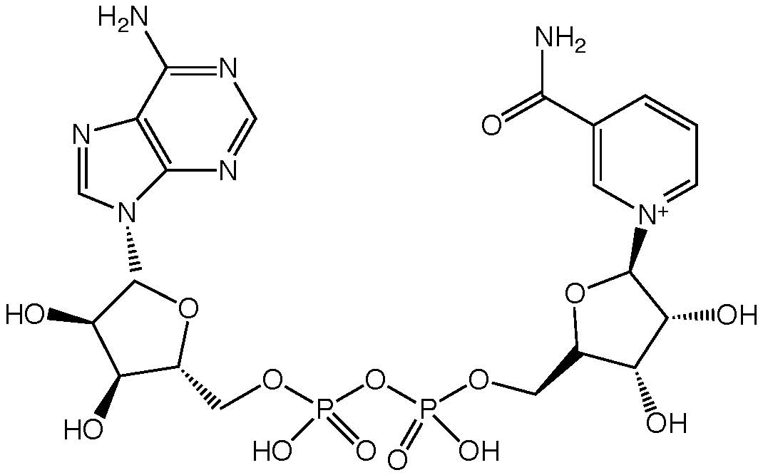 Nicotinamide adenine dinucleotide