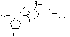 N6-(6-Aminohexyl)-2-deoxyadenosine