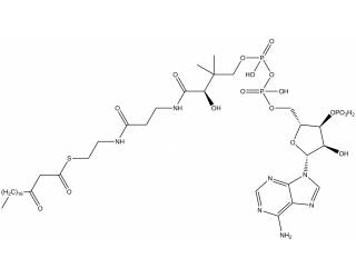 S-(3-oxoeicosanoate)-Coenzyme A