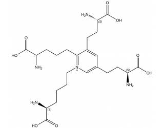 Isodesmosine
